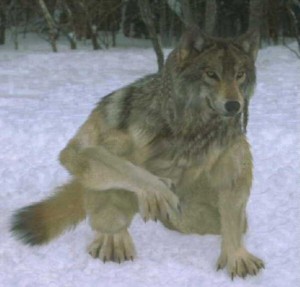 Obrázok